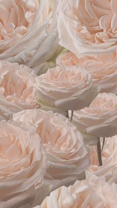 Wallpaper beautiful roses peach cream pastel colors 
IG: fleur.destinee Peaches And Cream Aesthetic, Dahlia Wallpaper, Cream Dahlia