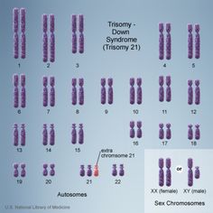 the diagram shows how many different types of purple crystals are arranged in rows and columns