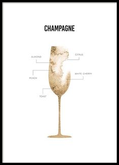 a champagne glass with the words champagne on it and an image of its parts labeled