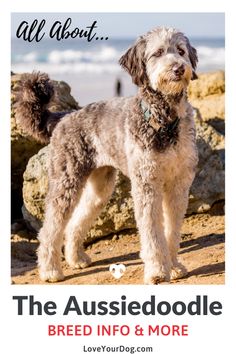 a dog standing on top of a sandy beach next to the ocean with text that reads, all about the aussiedoodle breed info & more