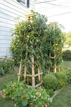 an outdoor garden with tomatoes and other vegetables growing in the planter boxes on the side of the house