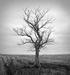 black and white photograph of a bare tree in the middle of an open field on a cloudy day