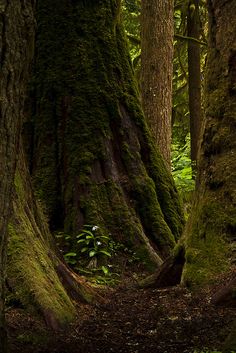 two large trees in the middle of a forest with moss growing all over it's sides