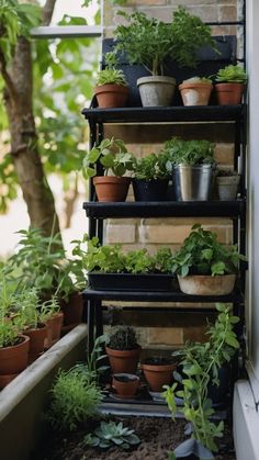 several potted plants are on shelves in the window sill