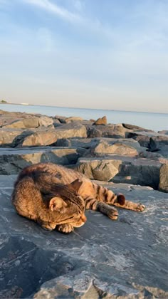 a cat is laying on some rocks by the water and it looks like he's sleeping