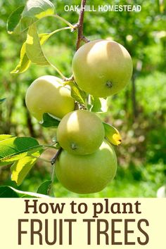 how to plant fruit trees in the garden or on the tree is an easy guide for beginner gardeners