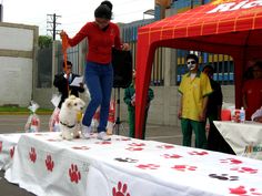 a woman standing on top of a table next to a white and black dog with red paw prints