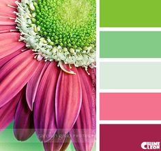 a pink and green color scheme with an image of a flower