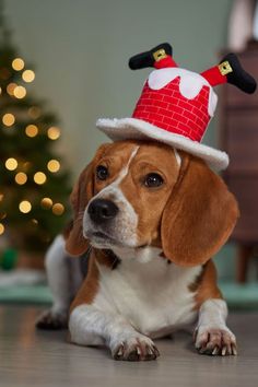 Dog Christmas Presents Gift Ideas