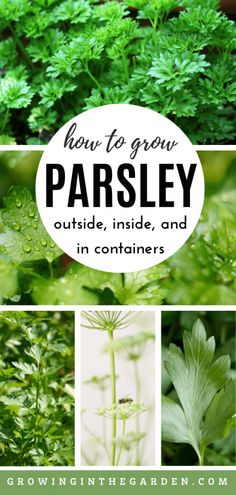 how to grow parsley outside, inside and in containers