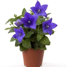 a potted plant with purple flowers in it on a white background, is shown