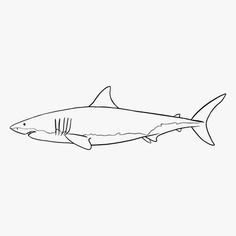 a black and white drawing of a shark