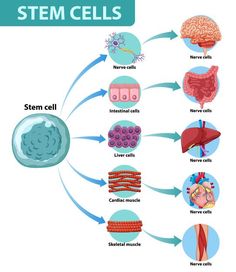 Cell Diagram, Online Course Design, Literacy Day, Basic Anatomy And Physiology, Cell Division, Illustration Story, Teaching Biology, Information Poster