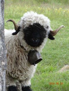 a sheep with horns and bells standing in the grass