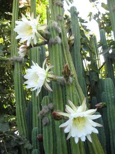 some white flowers are growing on a cactus