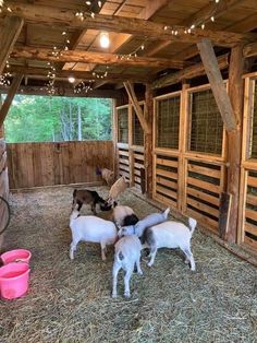 several goats in a barn with hay and lights