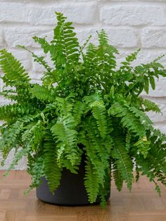 a green plant in a black pot on a wooden table next to a white brick wall