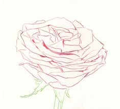 a drawing of a pink rose on a white background