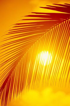 the sun is setting behind a palm leaf