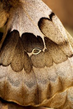 a close up view of a moth's wing and its wings showing the eye