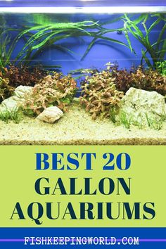 the best 20 gallon aquariums for beginners to learn how to fish in an aquarium