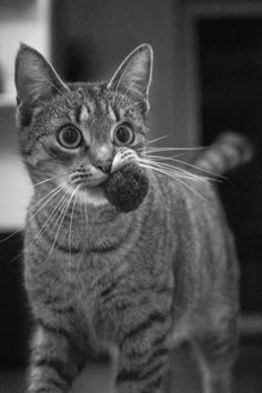 a black and white photo of a cat with its mouth open looking at the camera