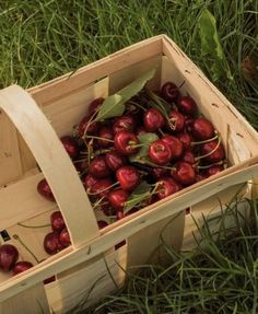 a wooden crate filled with lots of cherries on top of green grass in a field