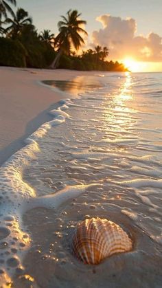 a seashell is laying on the beach as the sun sets over the water and palm trees in the background