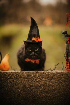 a black cat wearing a witches hat and bow tie sitting next to a halloween decoration