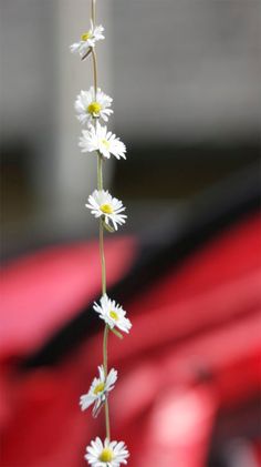 white daisies are growing in front of a red car