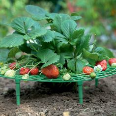 some strawberries are growing on a green shelf in the dirt with leaves and flowers