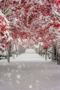 a snow covered park with trees and red leaves on the ground, in winter time