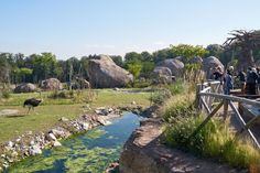 an ostrich is standing in the grass next to a river and people are looking at it