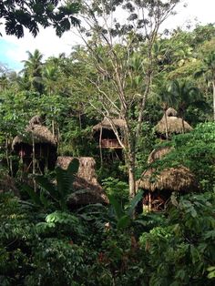 some huts in the jungle with trees and bushes