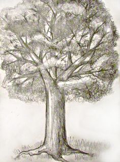 a pencil drawing of a tree with no leaves