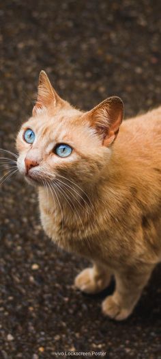 an orange cat with blue eyes looking up