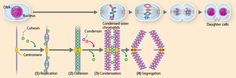 the structure of an animal cell is shown in this diagram, and shows how it works