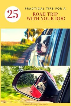 a dog sticking its head out the window of a car, with text overlay that reads 25 practical tips for a road trip with your dog