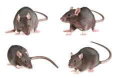 four different types of rats on a white background, each with its own tail curled up