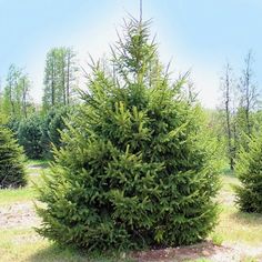 beautiful conifer evergreen tree black hills spruce Black Hills Spruce, Cypress Mulch, Types Of Mulch, Spruce Trees, Poplar Tree, Hydrangea Garden, Tree Images