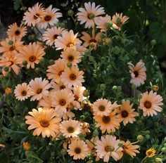 the flowers are blooming very nicely in the garden