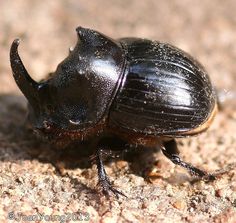 a close up of a black beetle on the ground with dirt and rocks in the background