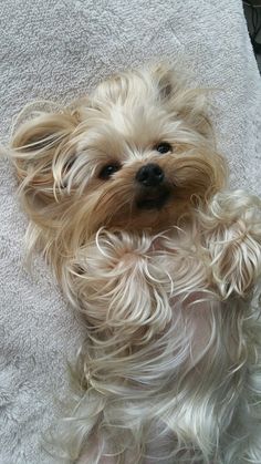 a small white dog sitting on top of a bed next to a pillow and blanket