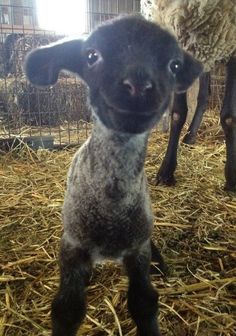 a lamb is looking at the camera with caption that reads, having a bad day? well here's a picture of a smiling lamb