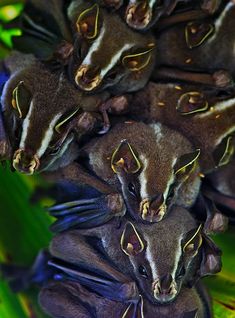 a group of small bats sitting on top of green leaves