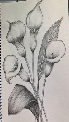 a pencil drawing of some flowers with leaves