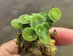 a small plant with green leaves on top of it in someone's hand,