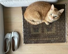 an orange cat sitting on top of a rug next to white shoes and a pillow