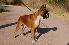 a brown and white dog standing on top of a dirt road