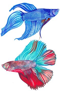 two blue and red fish on a white background